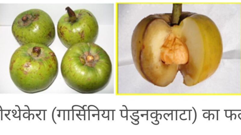 असमिया भाषा में आमतौर पर बोरथेकेरा कहे जाने वाले औषधीय पौधे में हृदयरोगों से बचाव की क्षमता पाई जाती है…
