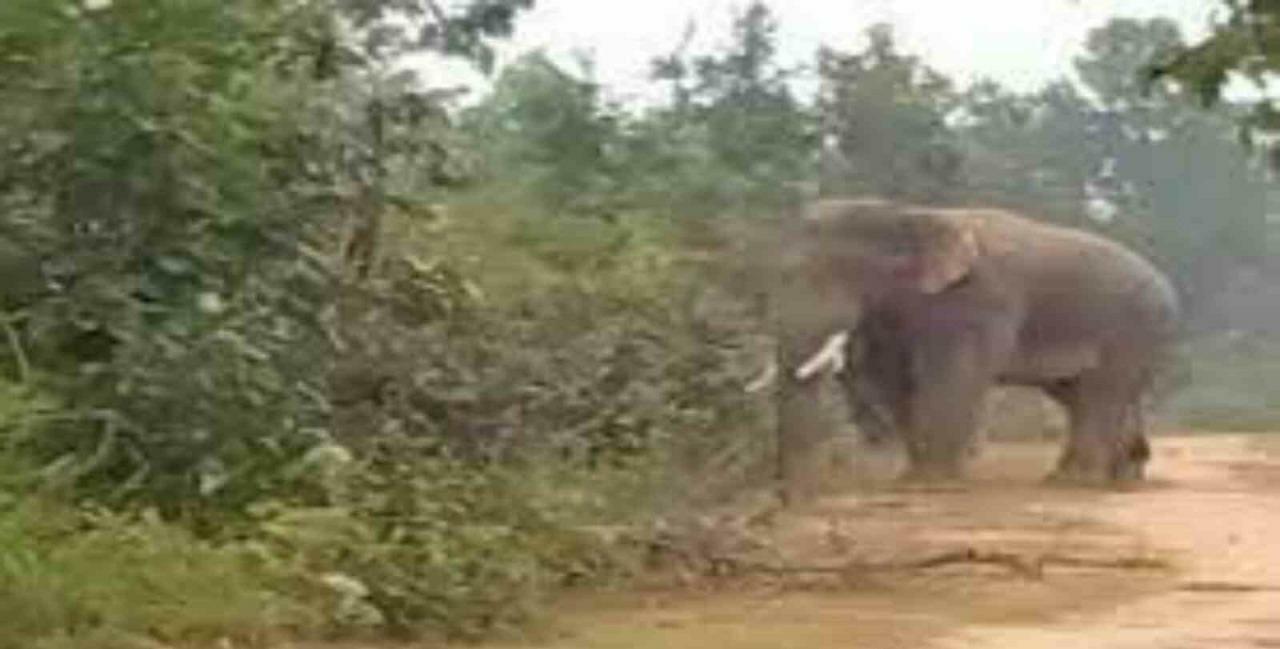 दंतैल हाथी का आतंक ; महुआ बीन रही महिला को कुचलकर मार डाला, एक बच्चा घायल…
