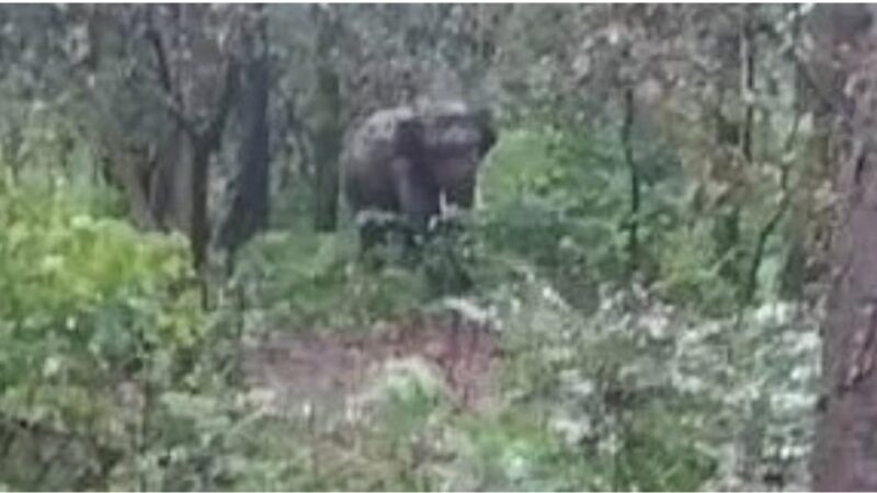 छत्तीसगढ़ में हाथी-मानव द्वन्द जारी ; GPM जिले में फिर एक ग्रामीण को कुचला…