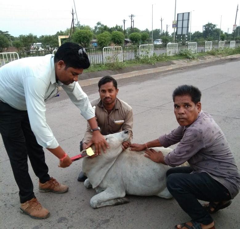 हाईकोर्ट के निर्देश पर अमल ; आवारा पशुओं को दुर्घटना से बचाने रेडियम बेल्ट एवं इयर टैगिंग…