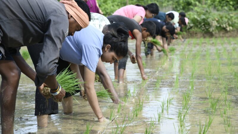 “बालको” कर्मियों ने किसानों के साथ एसआरआई विधि से धान रोपाई की…