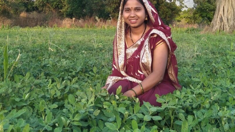 “बालको” की पहल से मूंगफली बनी किसानों की आय बढ़ाने का सशक्त माध्यम…